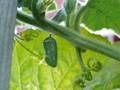 Monarch butterfly chrysalis vine